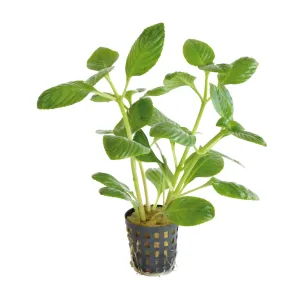 Limnophila rugosa